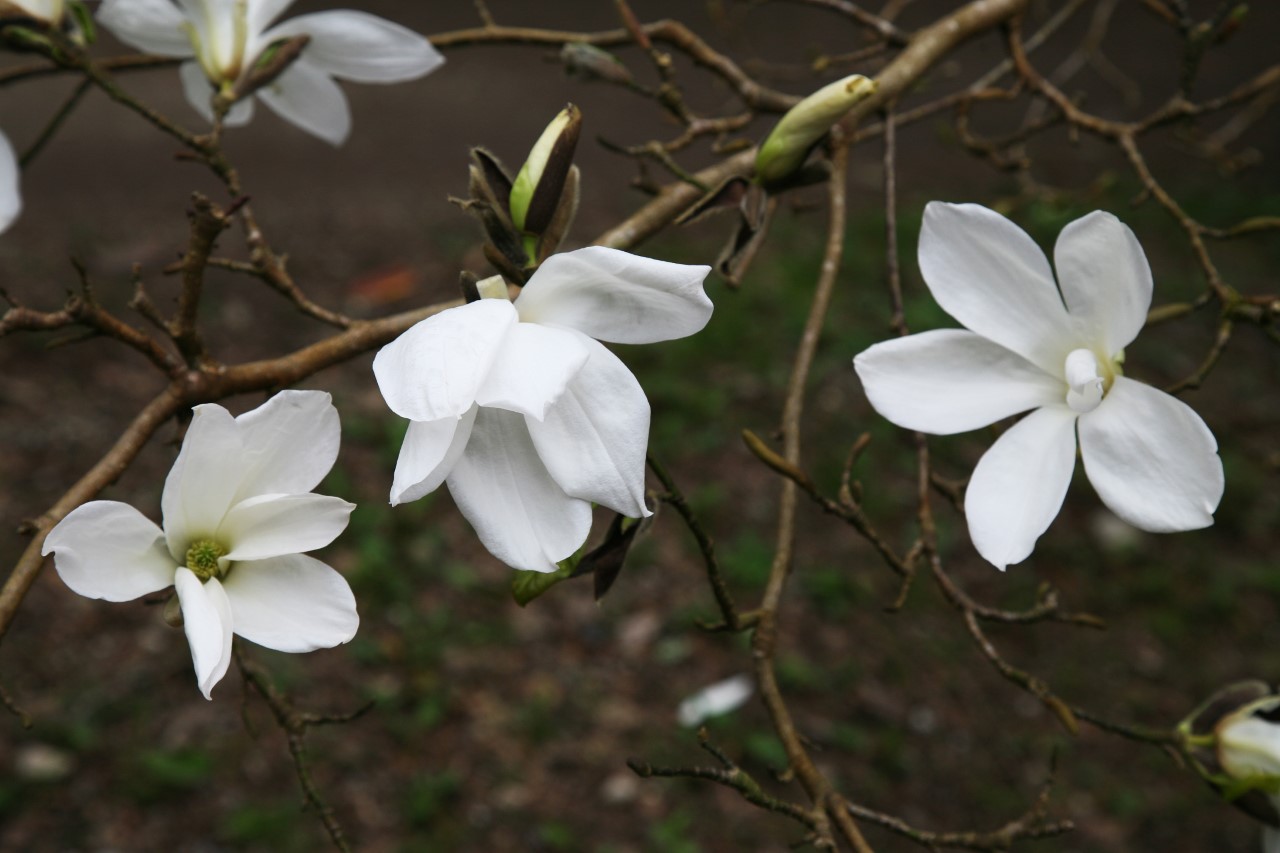 magnolia kobus